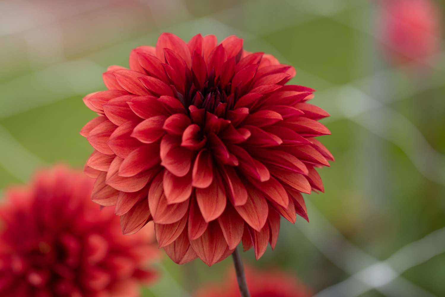 Dahlia 'Danique'